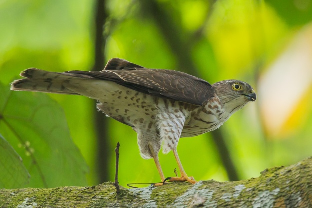Japanese Sparrowhawk
