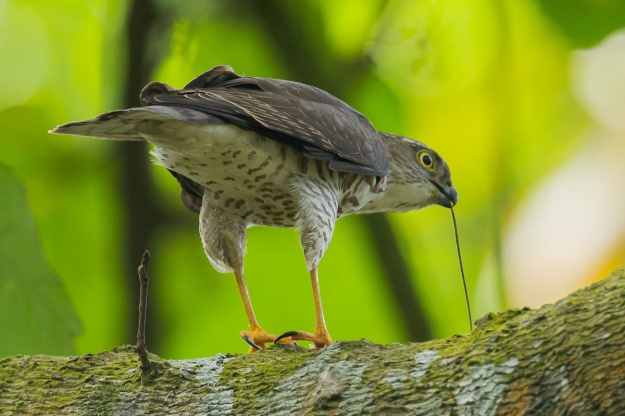Japanese Sparrowhawk
