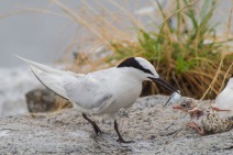 A Black-naped Tern (Sterna sumatrana) feeding a recently hatched chick. It likes to breed at the offshore rocks near the mainland.