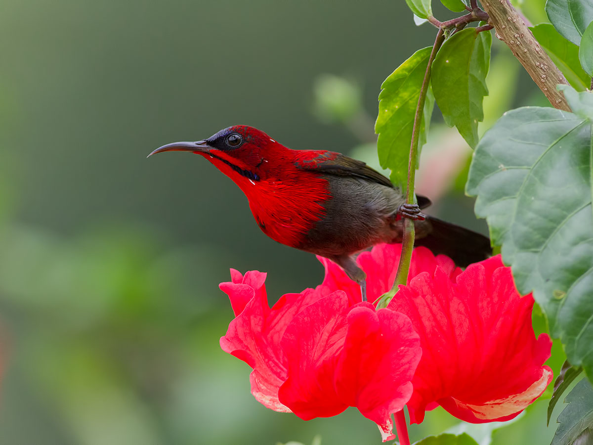 Wild birds. Crimson Sunbird. Райские птицы. Яркокрасногрудая нектарница. Нектарница птица.