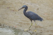 A Pacific Reef Heron at a canal in Telok Kurau. The bird was hunting in the canal for a few months, and will appear if the water level is right.
