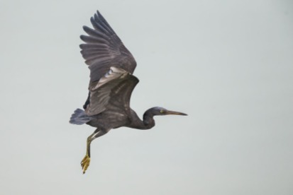 A dark-morph Pacific Reef Heron on lift-off at Seletar Dam, with trailing water droplets.