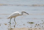 A white-morph at Pulau Hantu. The white-morph can be easily mistaken for the similar looking Chinese Egret, but it has much shorter legs and the bill is differently shaped.