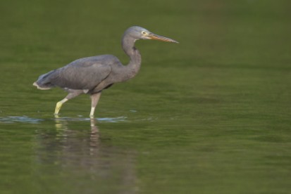 The Pacific Reef Heron on the shallow part of the beach looking for food. The green background is mainly due to the reflection of the mangrove trees nearby.