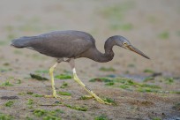 At the sandier part of the beach. The shortness of the feet is very apparent compared to other herons and egrets.