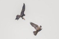 In a flash the adult has reached the juvenile Pergerine Falcon and its leg is fully out to grab. The juvenile is in the process of turning its body to meet the adult .