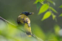 A Black-headed Bulbul with a recently caught spider that it carried away soon after.