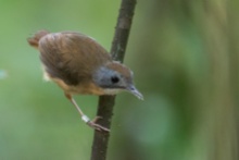 A Short-tailed Babbler at Treetop Walk trail. Ringed by NParks.