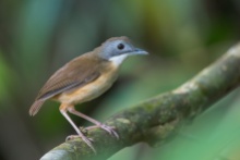 A Short-tailed Babbler along Golf Link trail at Macritchie Reservoir. Calling loudly for a mate