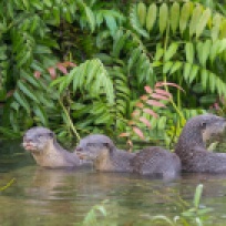 The 3 little otters, after all their houses have been blown down by the big bad wolf (OK I made that up). They are actually at the little island safe from any human.