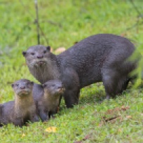 Two little otters and their parent after a swim. Looking warily at the growing crowd.