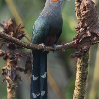 Chestnut-bellied Malkoha at Jelutong Tower