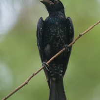 Crow-billed Drongo at Bidadari