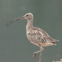 Eurasian Curlew at SBWR