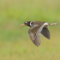 Female Greater Painted-snipe at Jurong West