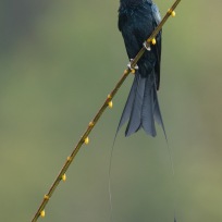 Greater Racket-tailed Drongo at Jelutong Tower