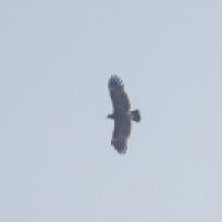 Greater Spotted Eagle at Tuas South