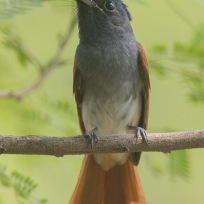 Oriental Paradise Flycatcher at Tuas South