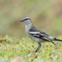 Female Pied Triller at Lorong Halus