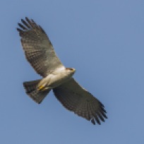 Juvenile Rufous-bellied Hawk-Eagle at Bukit Timah summit