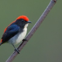 Male Scarlet-backed Flowerpecker at Jelutong Tower