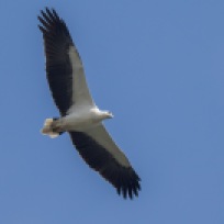 Adult White-bellied Sea Eagle at Lorong Halus