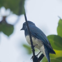 Male Zappey's Flycatcher at Bidadari