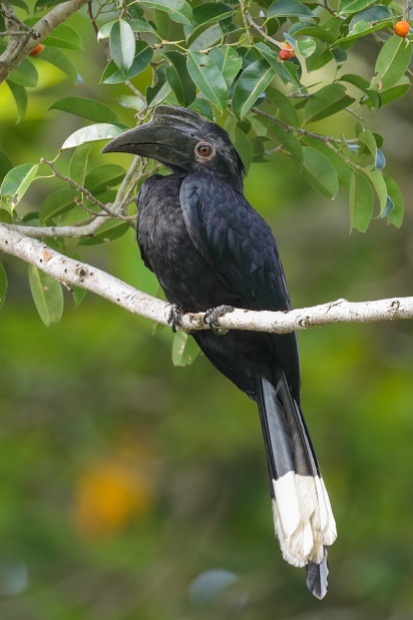 Black Hornbill at Pulau Ubin