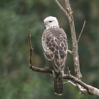 Changeable Hawk-Eagle at MacRitchie Reservoir