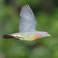 Pink-necked Green Pigeon at Jelutong Tower
