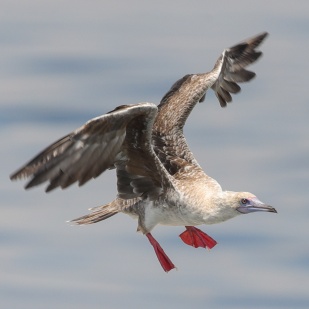 Red-footed Booby at Singapore Strait