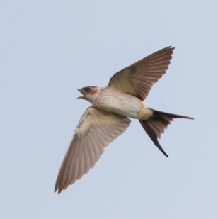 Red-rumped Swallow at Punggol Waterway
